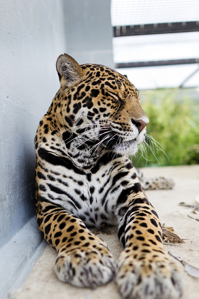 jaguar