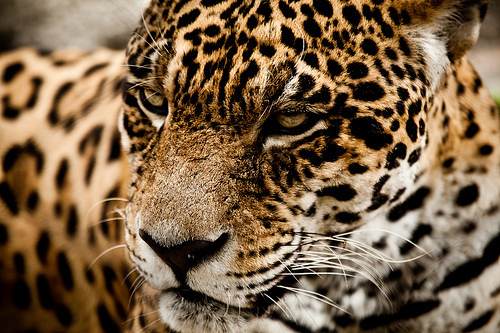 jaguar