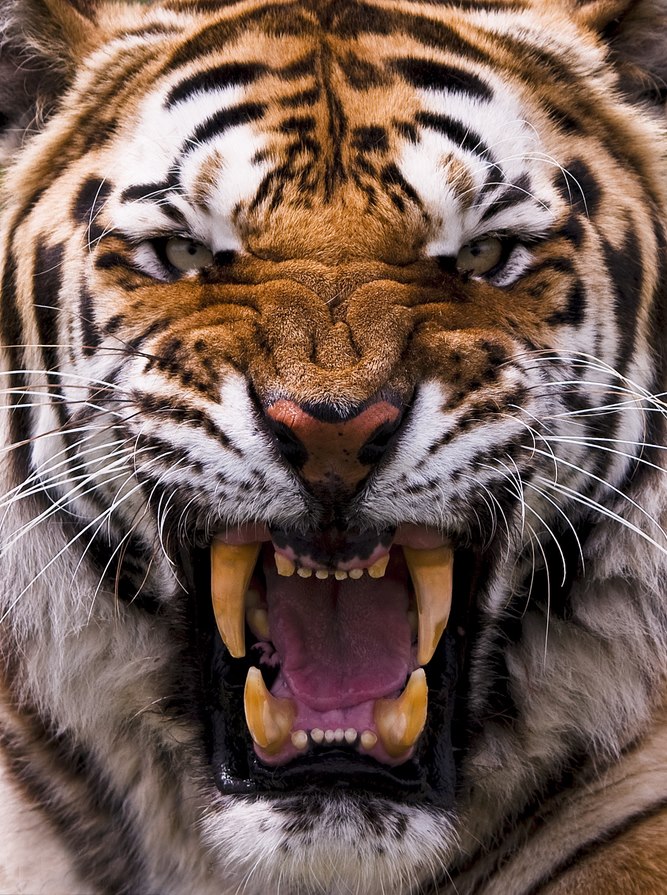 tiger